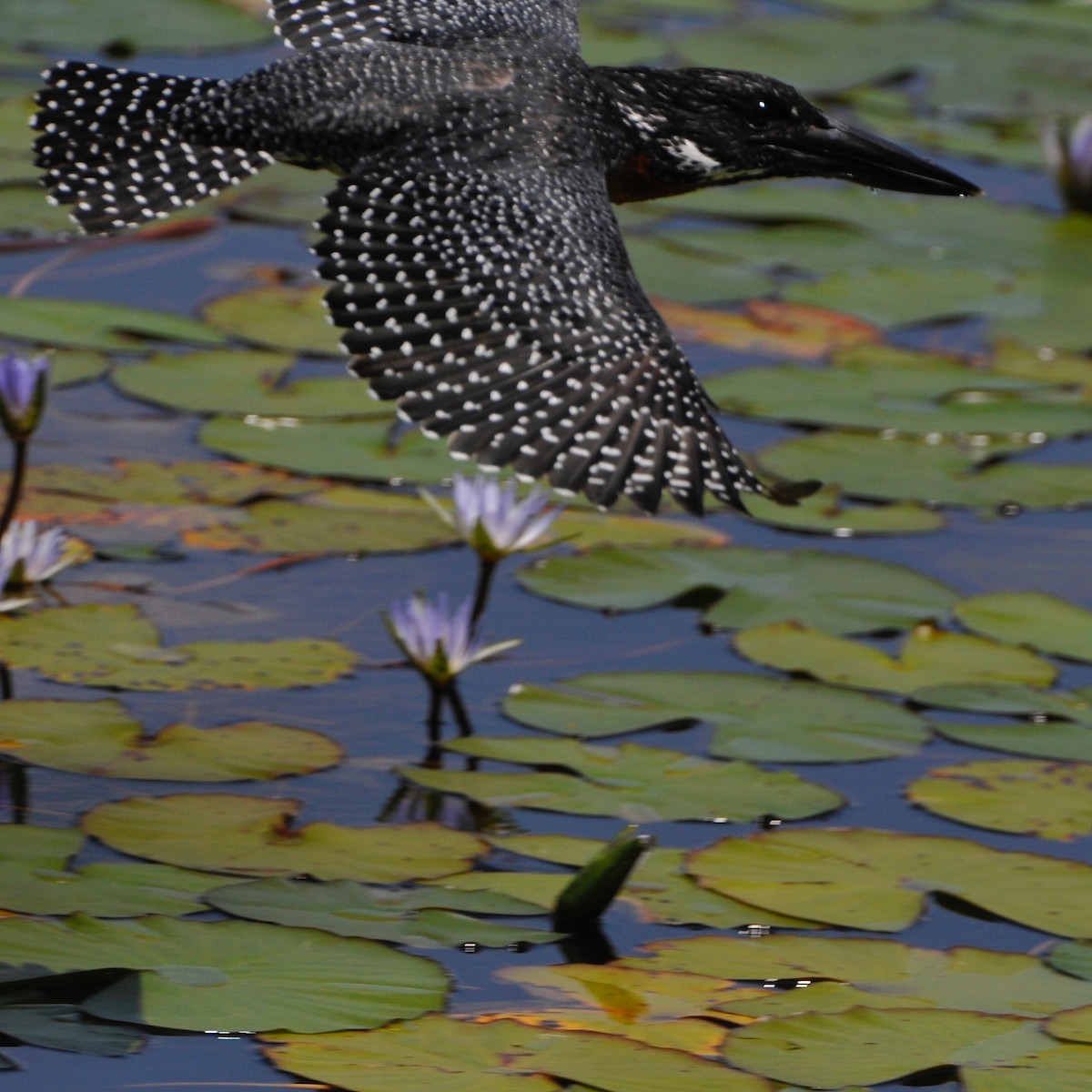 Giant Kingfisher - ML33033631