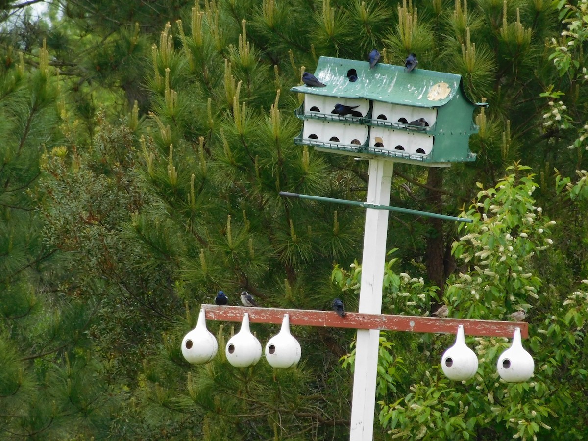 Purple Martin - Chris Monahan