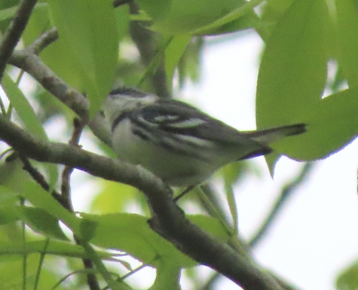 Cerulean Warbler - ML330336461