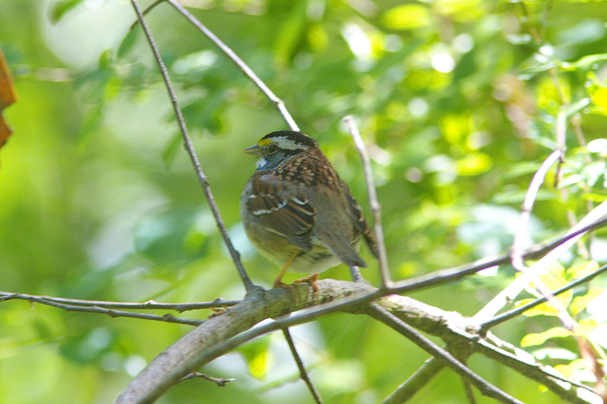 White-throated Sparrow - Stan Chapman