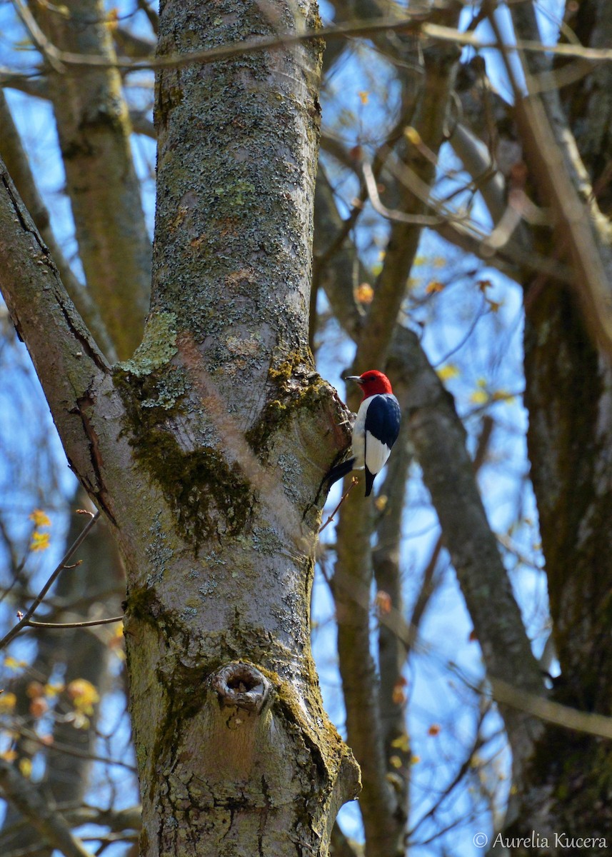 Red-headed Woodpecker - Aurelia Kucera