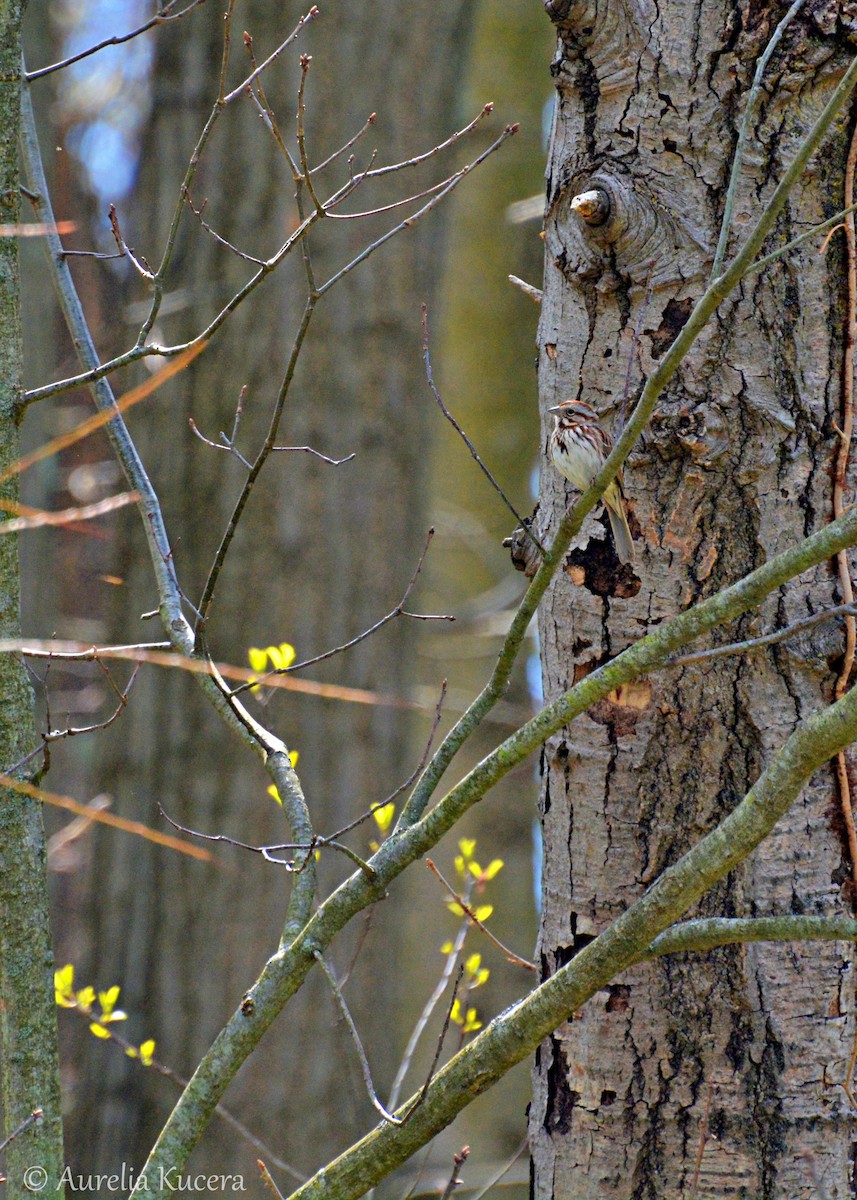 Song Sparrow - ML330337461