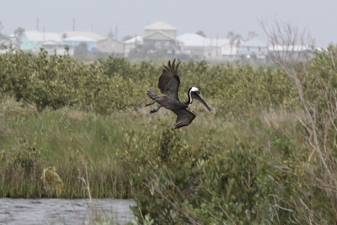 Brown Pelican - Stephanie  Wallace