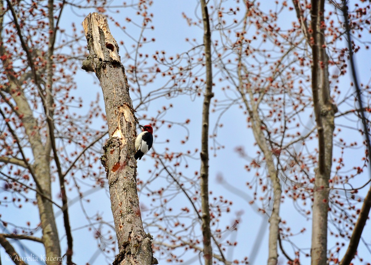 Red-headed Woodpecker - Aurelia Kucera