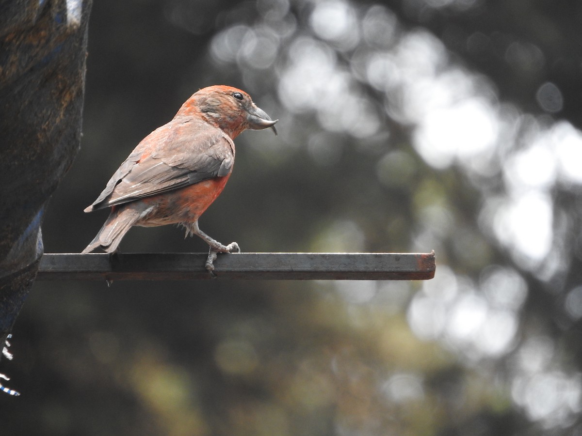 Red Crossbill (Sierra Madre or type 6) - Azucena Olvera