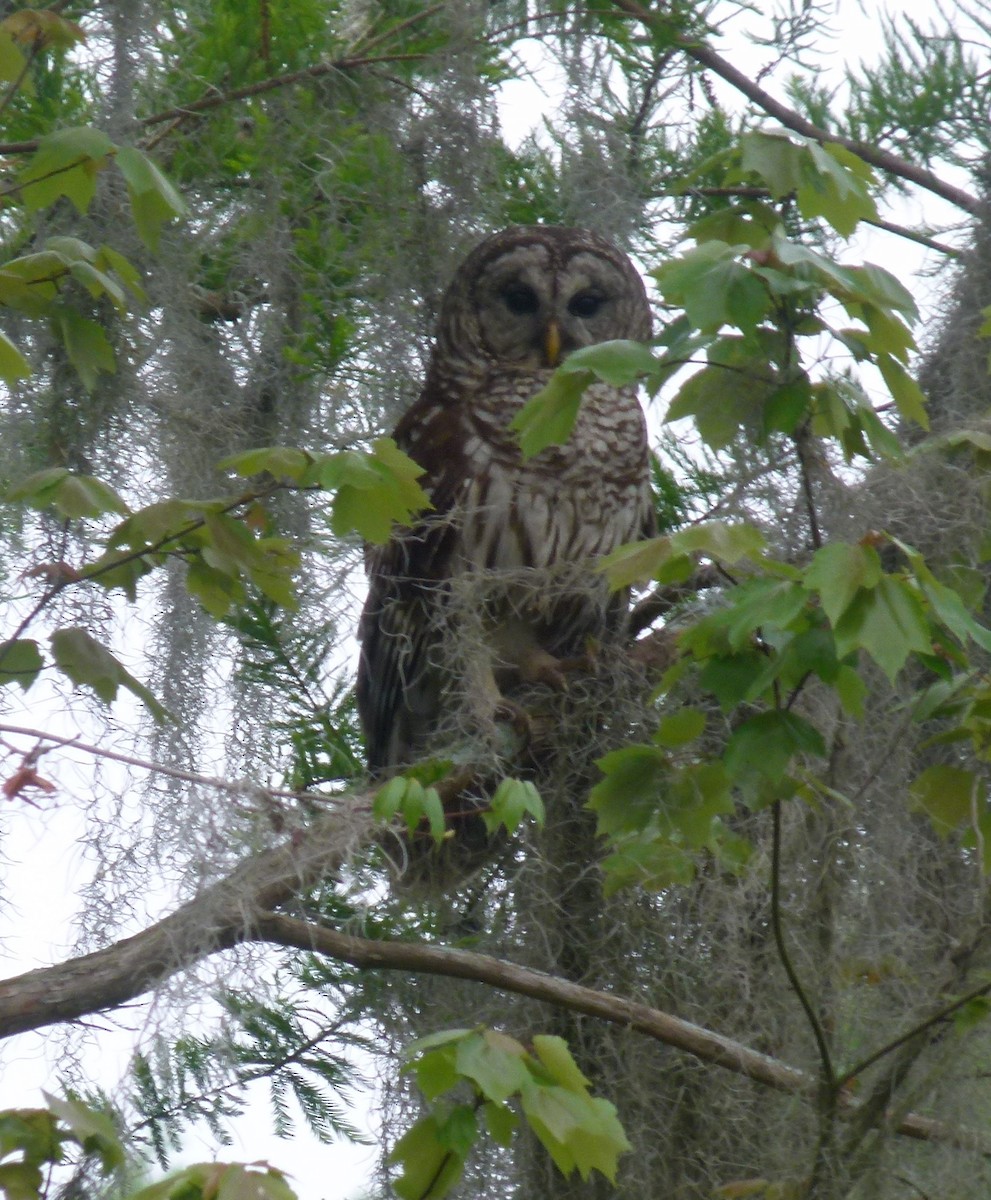 Barred Owl - Elaine Wagner