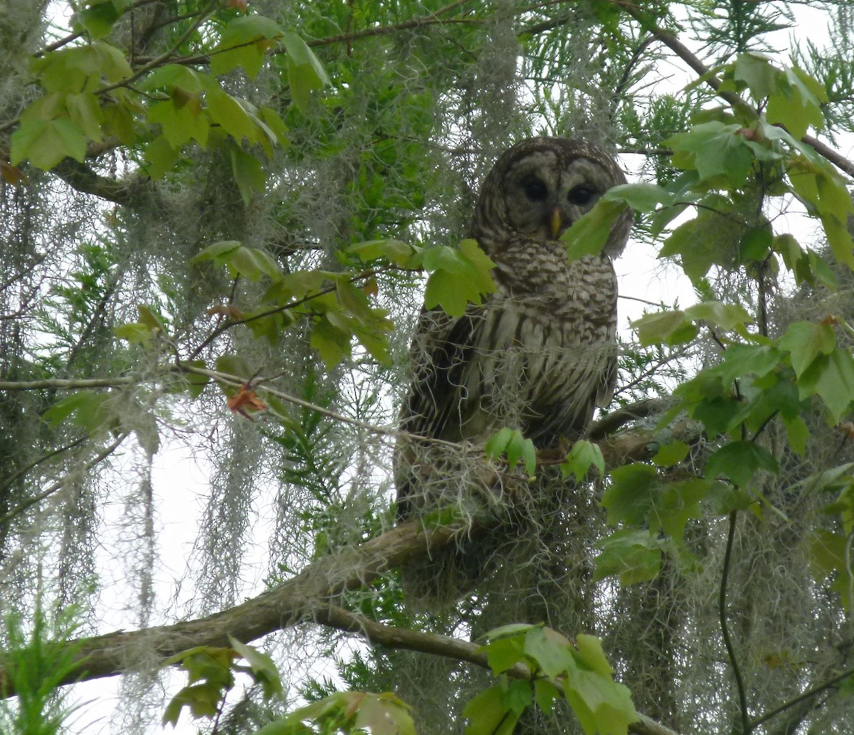 Barred Owl - ML330344051