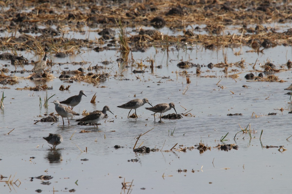 Stilt Sandpiper - ML330344761