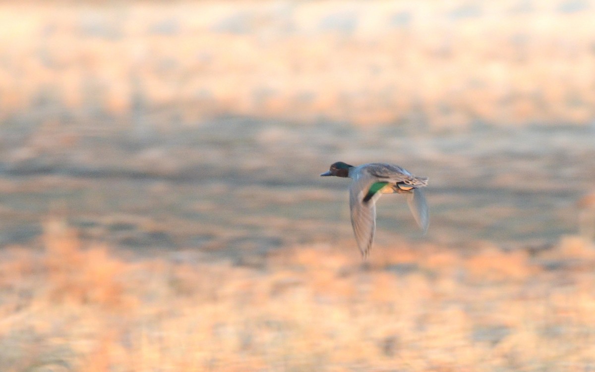 Green-winged Teal (American) - ML330344981