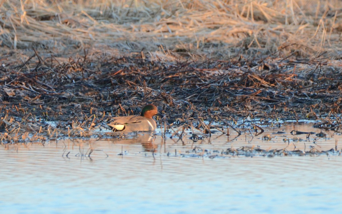 Green-winged Teal (American) - ML330344991