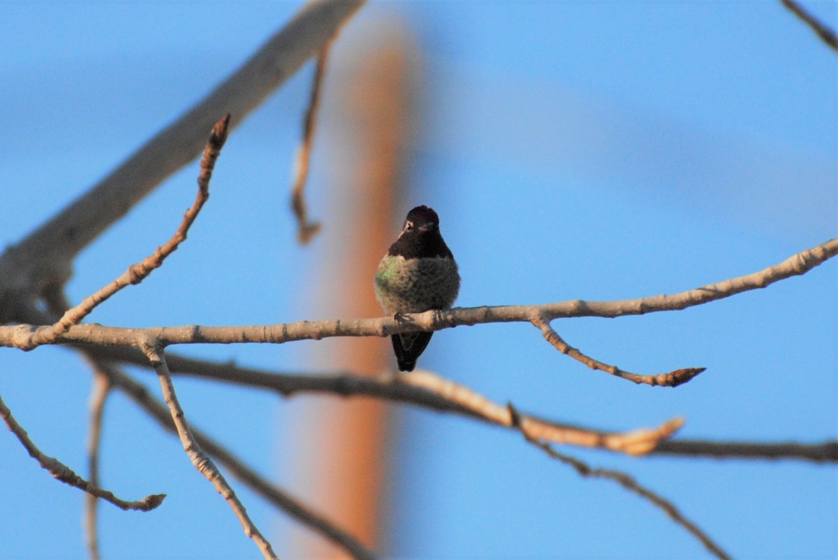 Anna's Hummingbird - ML330345651
