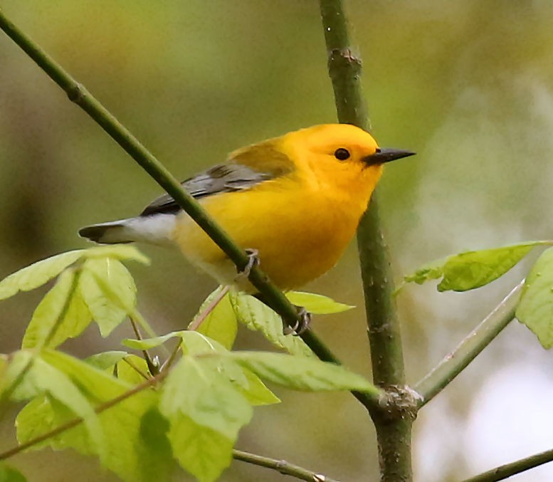 Prothonotary Warbler - ML330346421