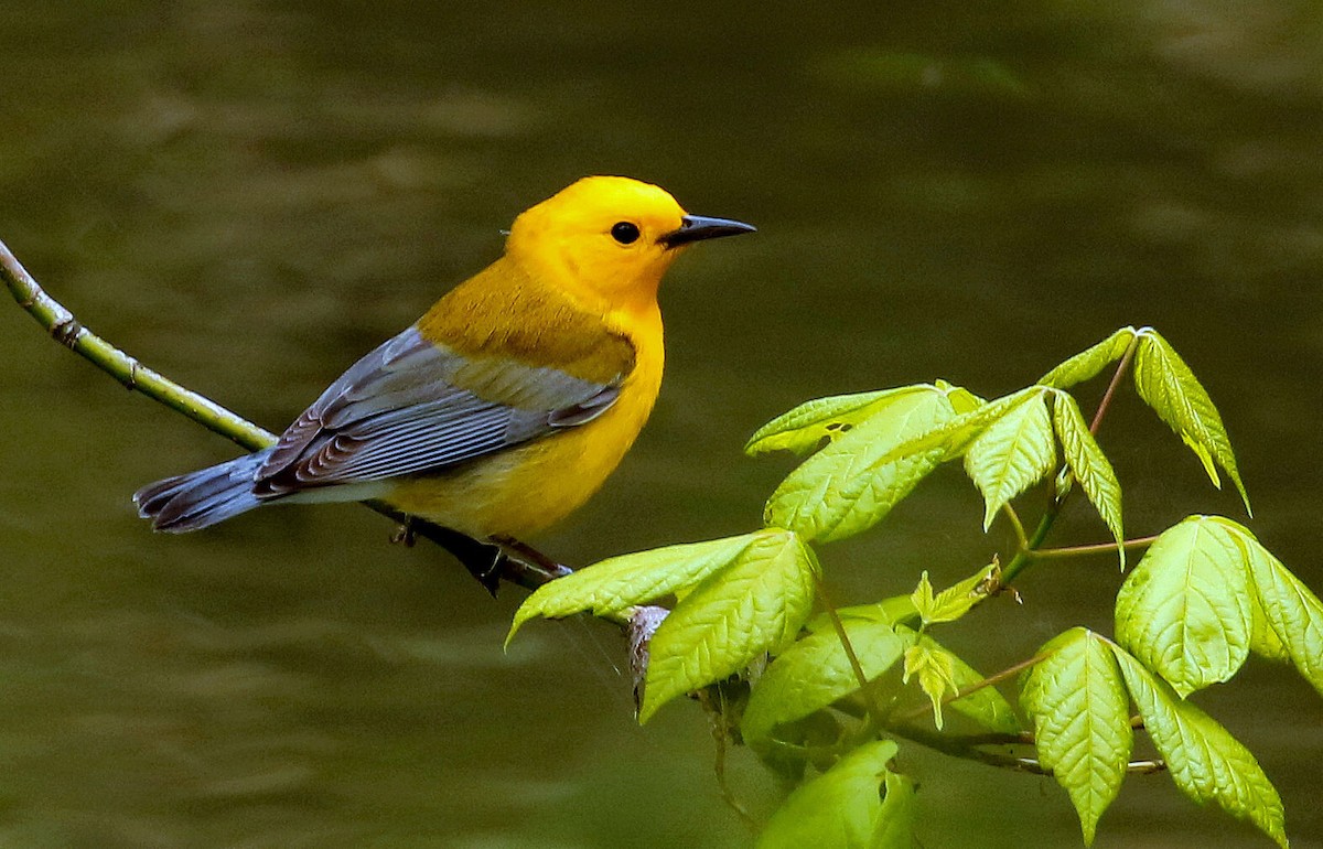Prothonotary Warbler - ML330346531