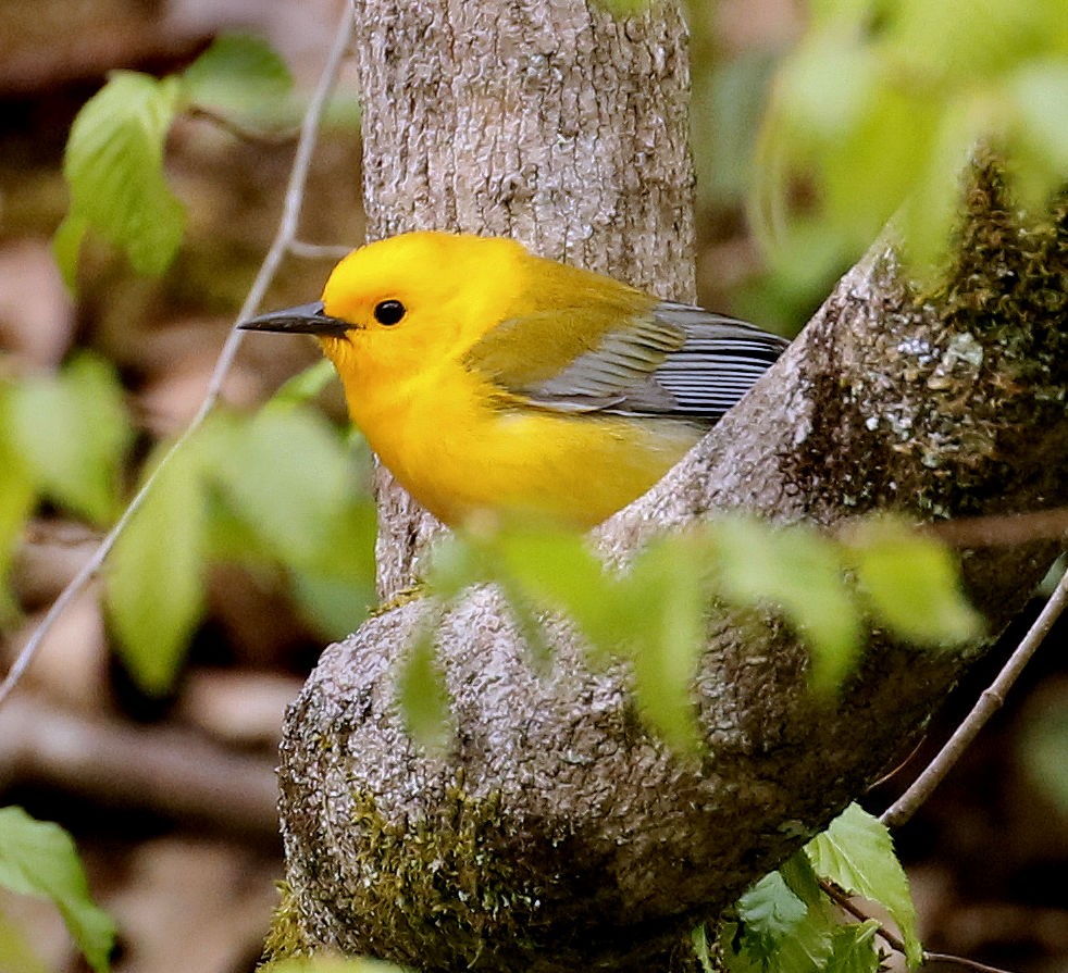 Prothonotary Warbler - ML330346831