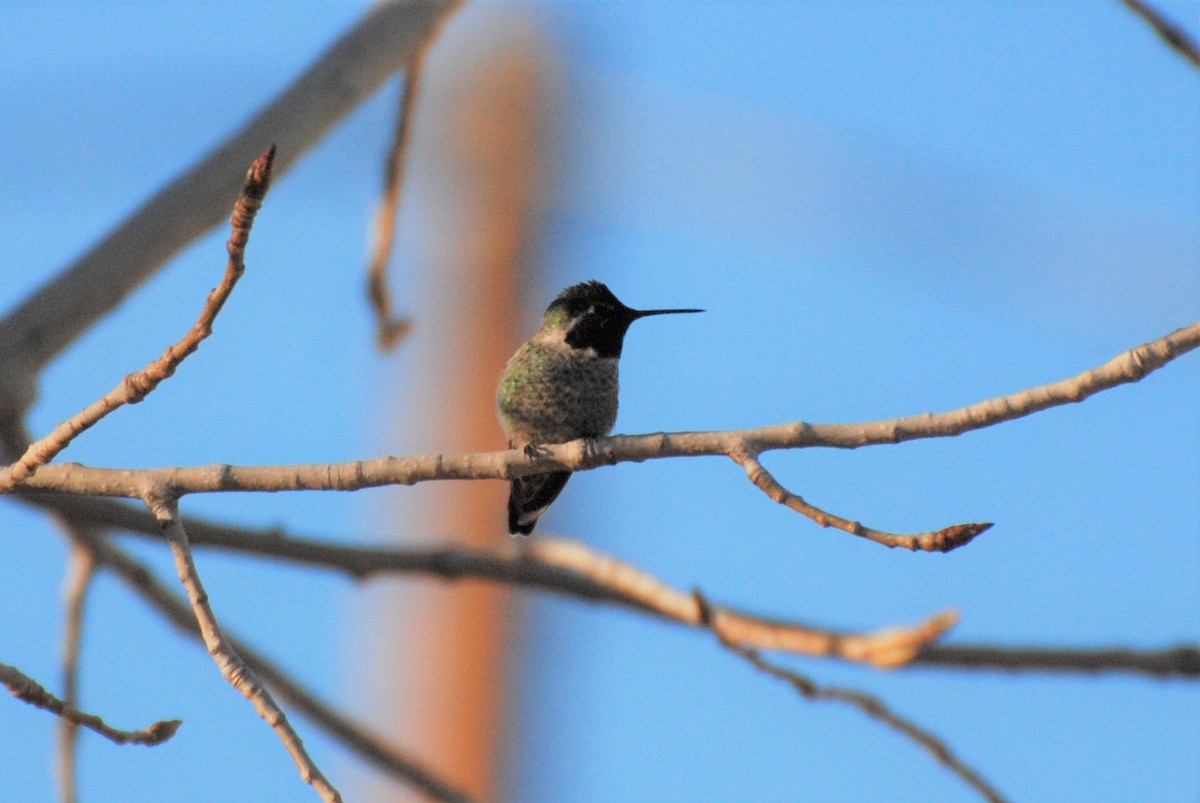 Anna's Hummingbird - ML330347811
