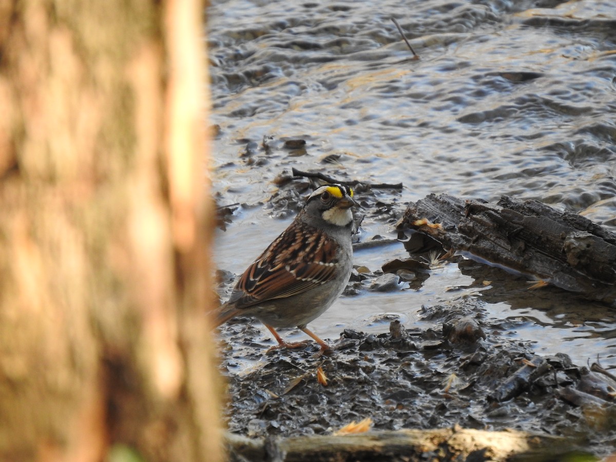 White-throated Sparrow - ML330348041