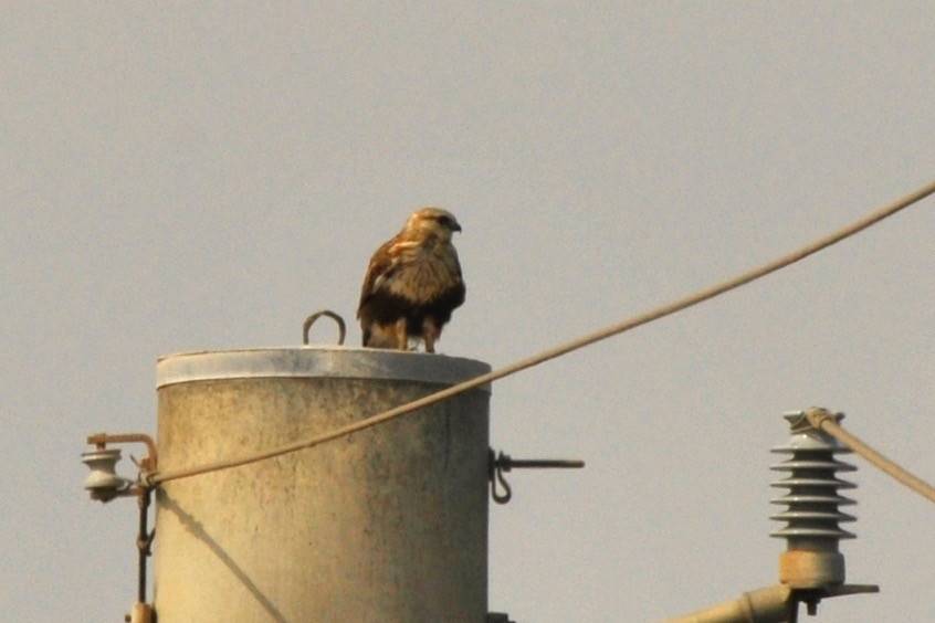 Rough-legged Hawk - ML33034841