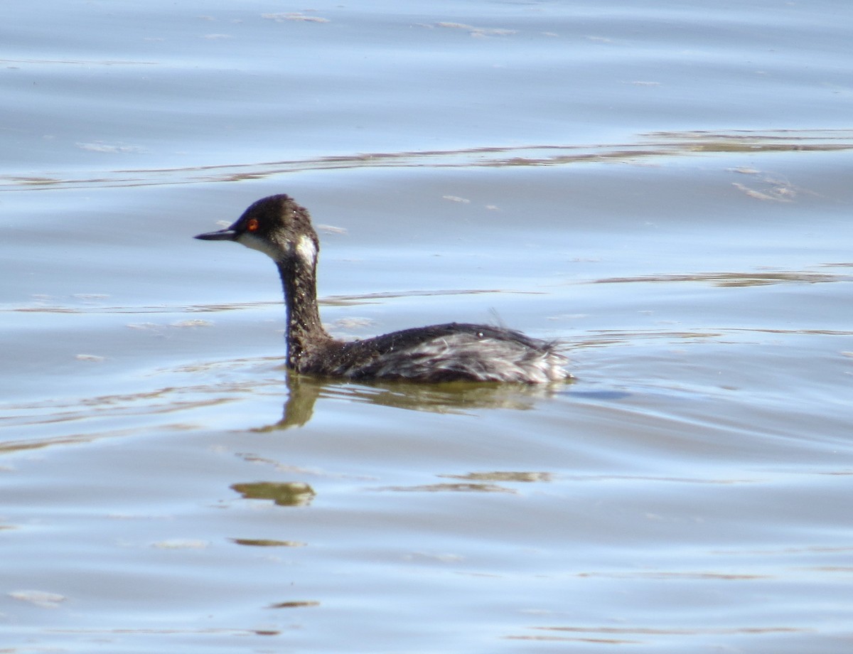 Eared Grebe - ML330348741