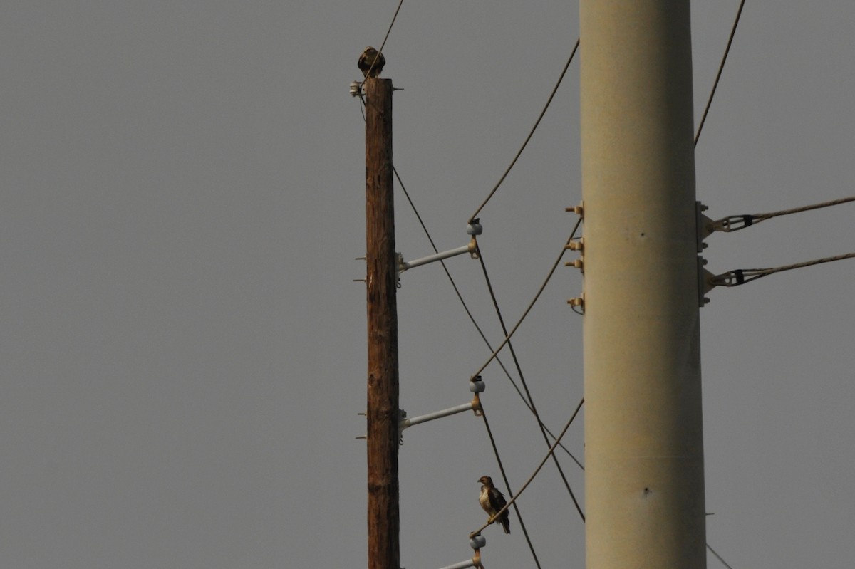 Rough-legged Hawk - ML33034881