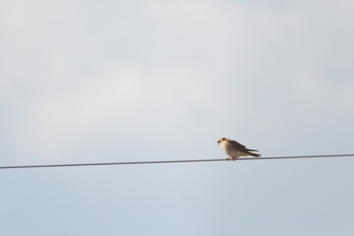 American Kestrel - Rick Beaudon