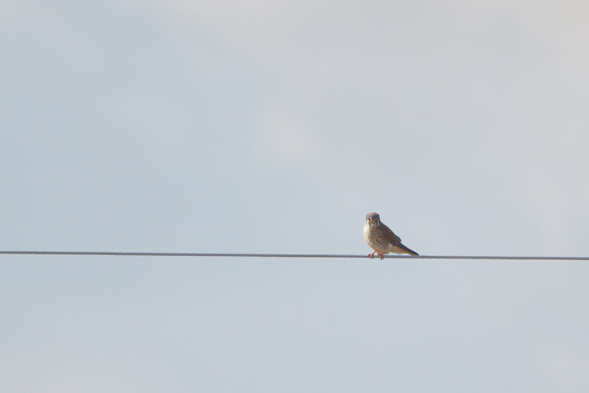 American Kestrel - ML330351581