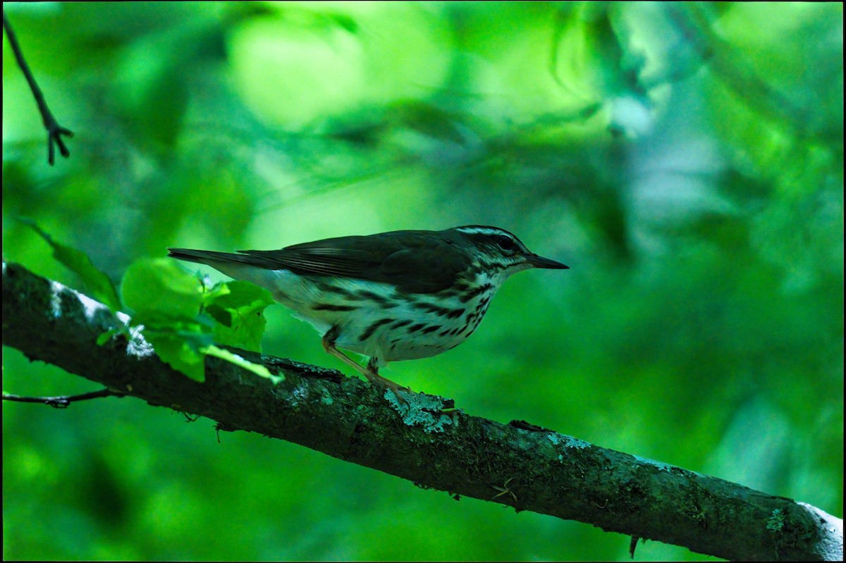 Louisiana Waterthrush - ML330352281