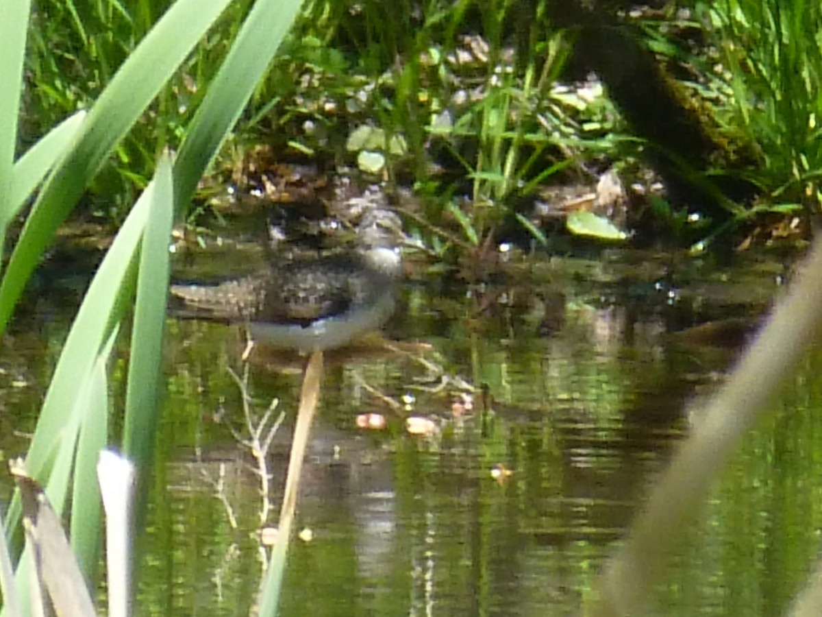 Solitary Sandpiper - ML330353271