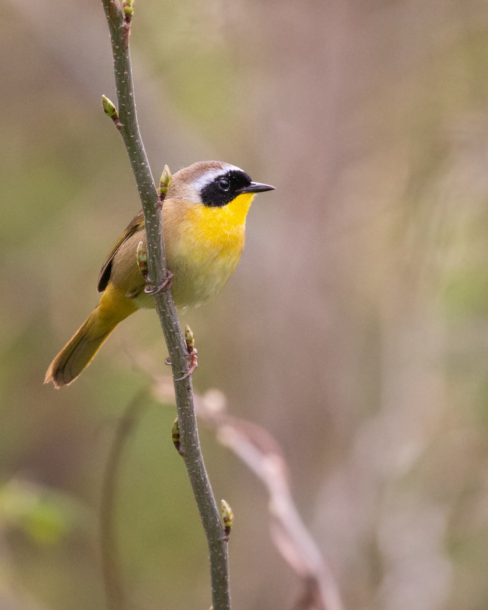 Common Yellowthroat - ML330353721