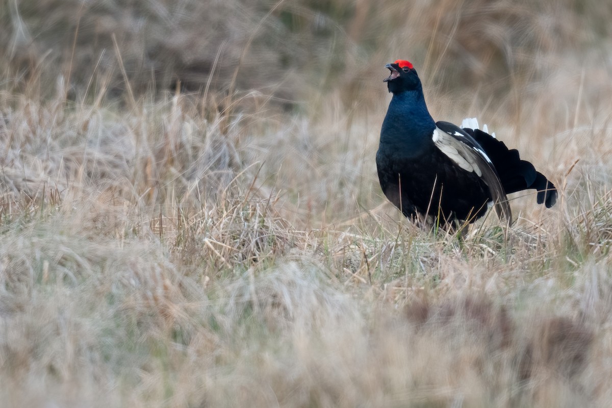 Black Grouse - ML330353861