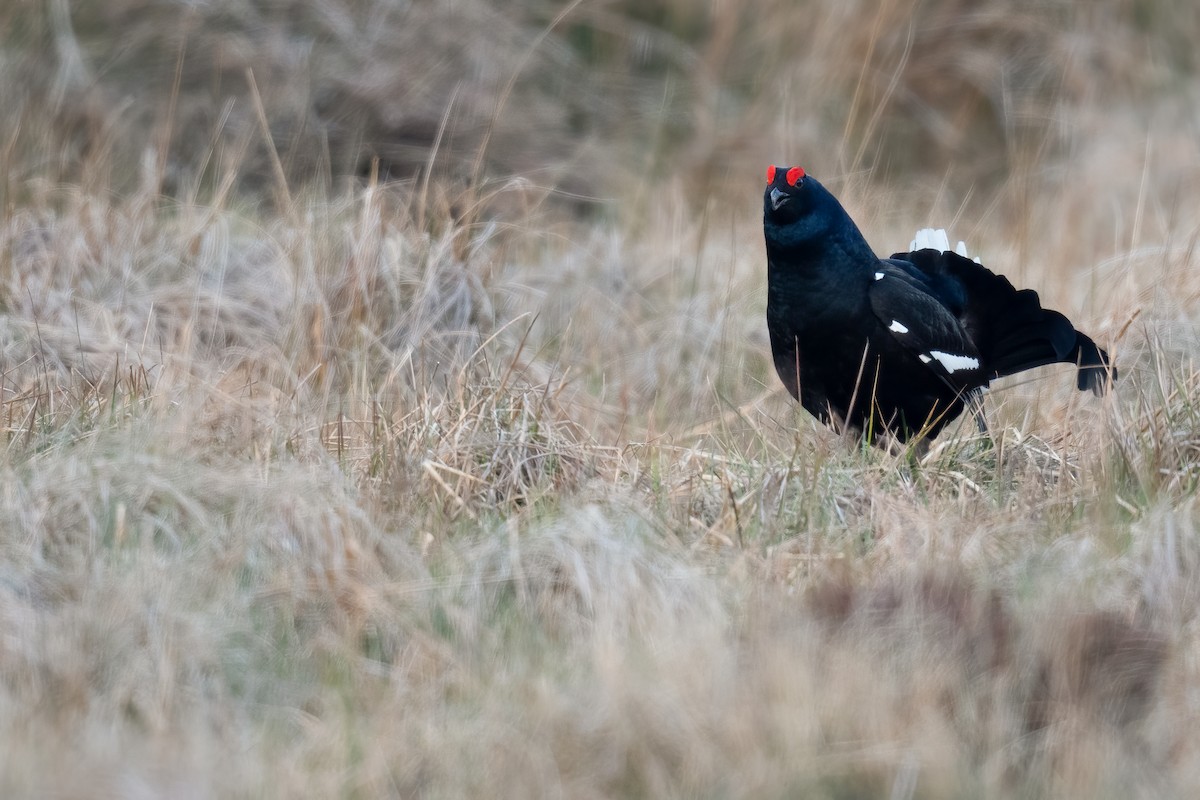 Black Grouse - ML330354001