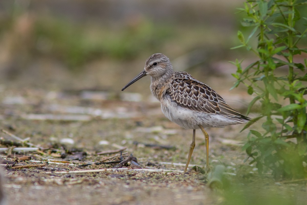 Stilt Sandpiper - ML33035451