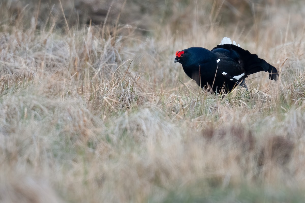 Black Grouse - ML330354661