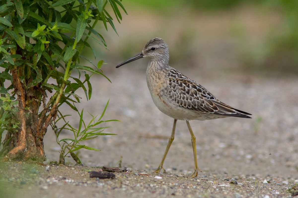 jespák dlouhonohý - ML33035541