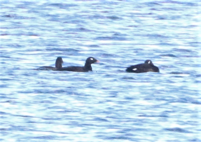 White-winged Scoter - Matthew Valencic