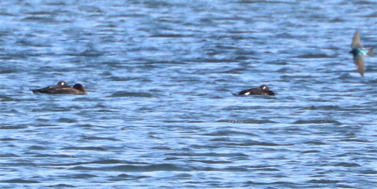 White-winged Scoter - Matthew Valencic