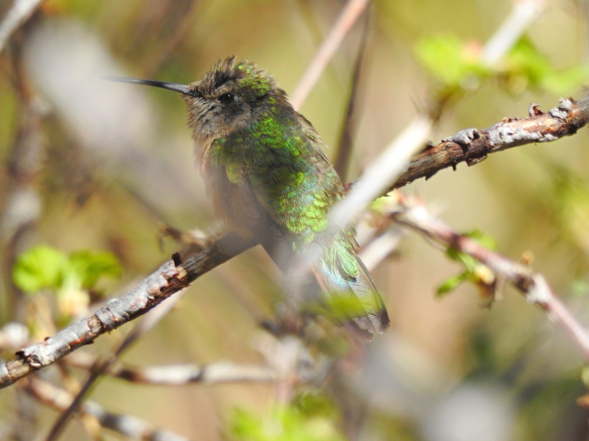 Colibrí Rufo - ML330358581