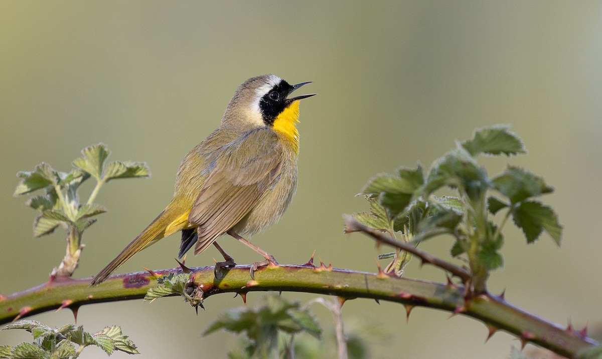 Common Yellowthroat - ML330359801