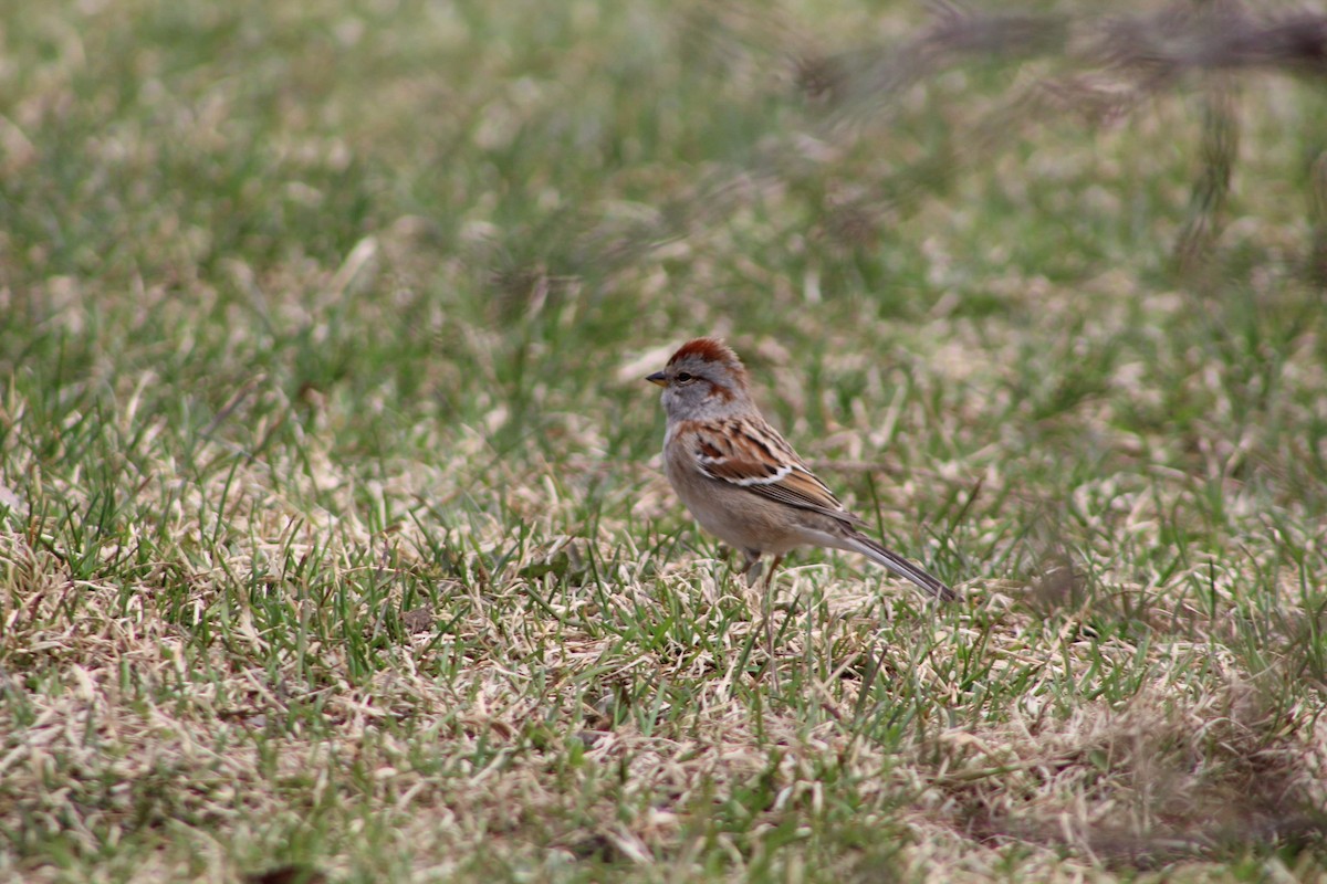 American Tree Sparrow - ML330360881