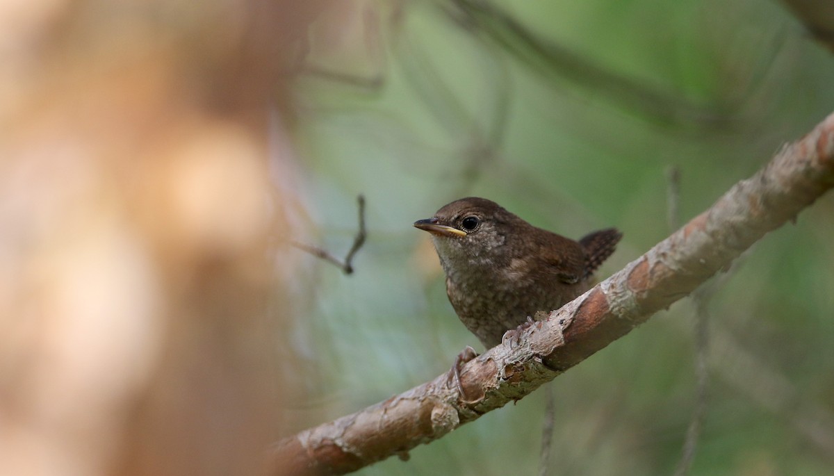 House Wren - ML33036141