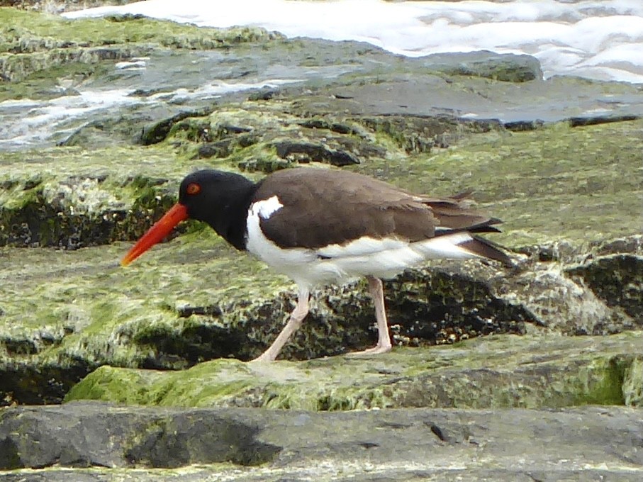 American Oystercatcher - ML330363481