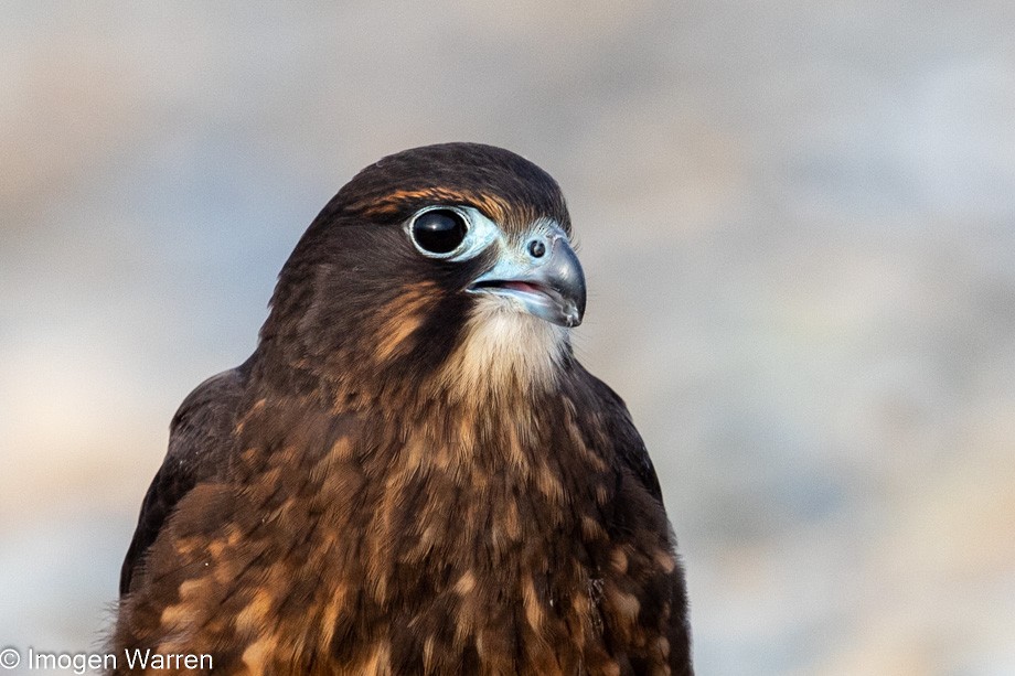 New Zealand Falcon - Imogen Warren