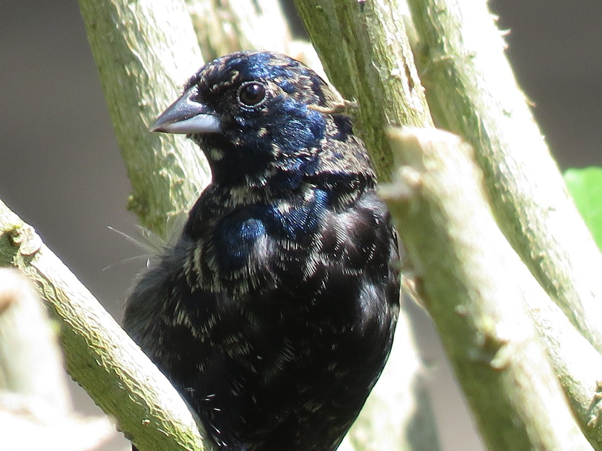 eBird Checklist - 25 Apr 2021 - Jardín Jaraindia y alrededores - 46 ...