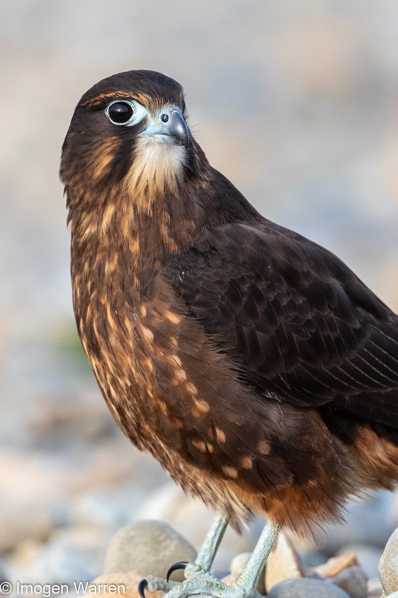 New Zealand Falcon - Imogen Warren