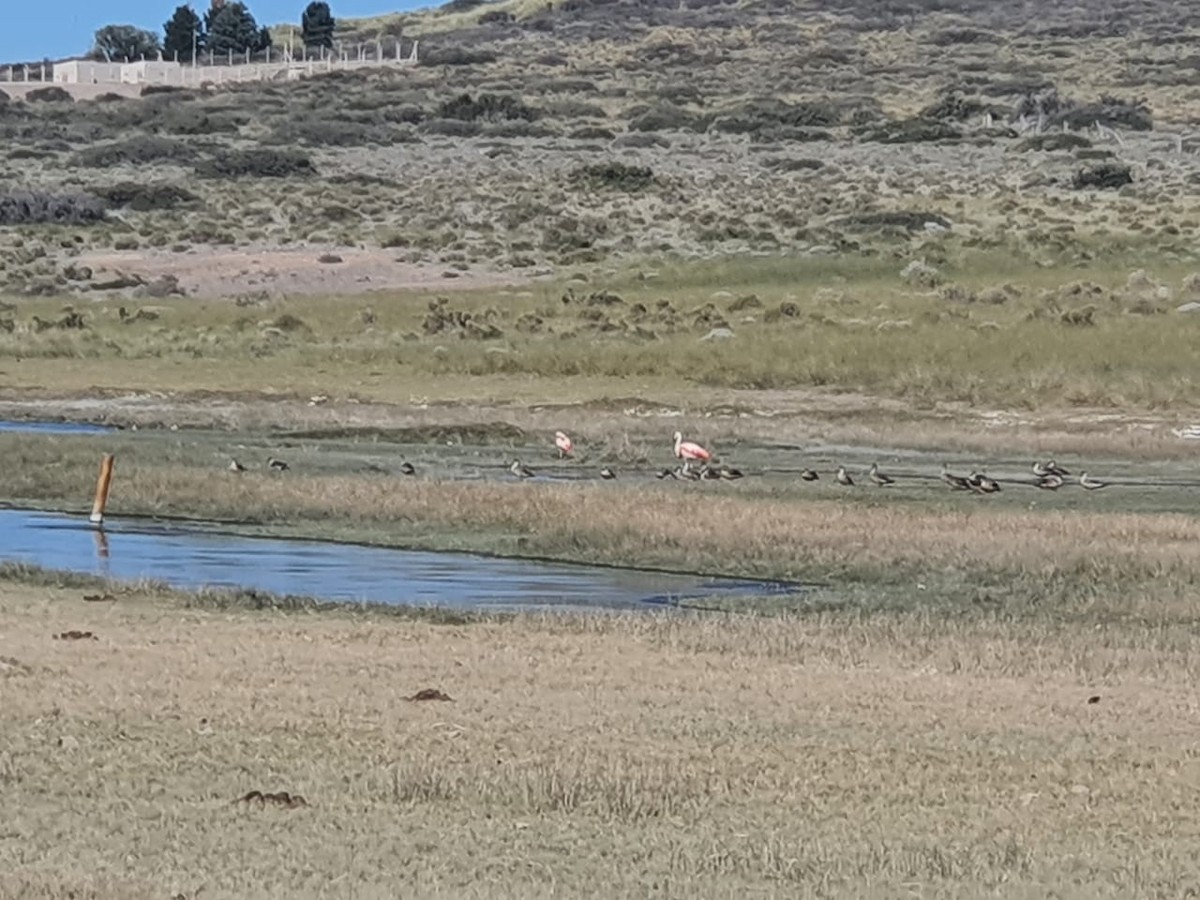 Chilean Flamingo - ML330366901