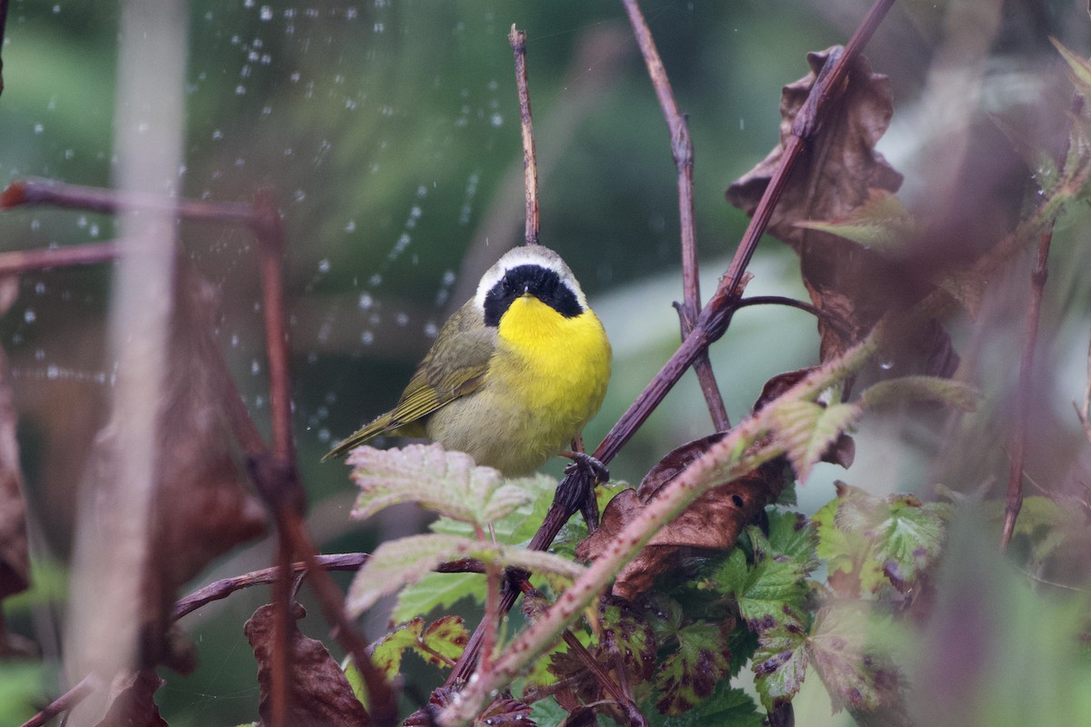 Common Yellowthroat - Dario Taraborelli