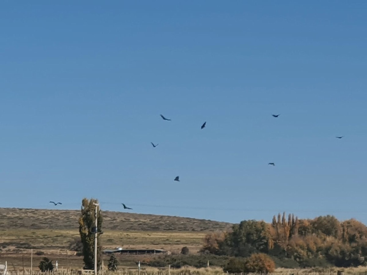 Black Vulture - ML330367471