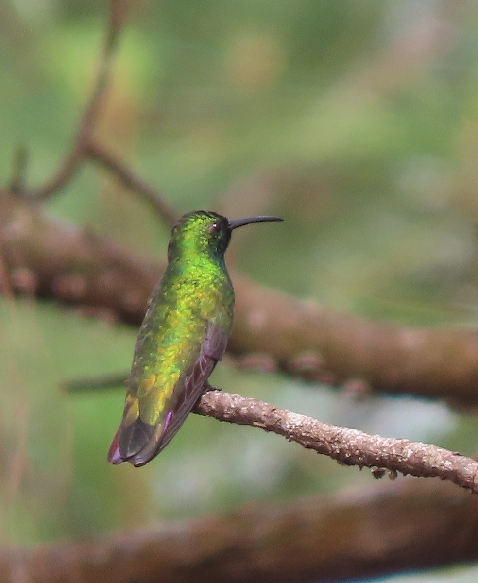 Green-breasted Mango - ML330367921