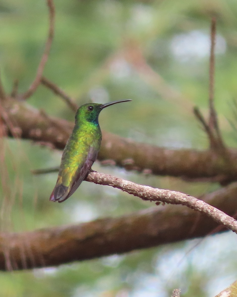 Green-breasted Mango - ML330367951