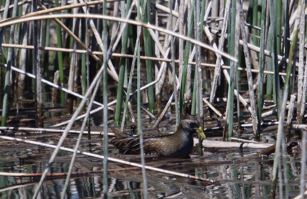 Polluela Sora - ML330368631