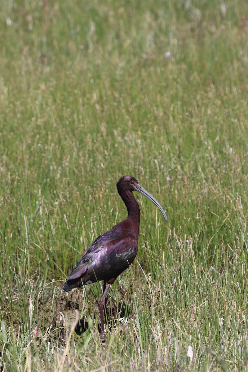 Ibis à face blanche - ML330369081